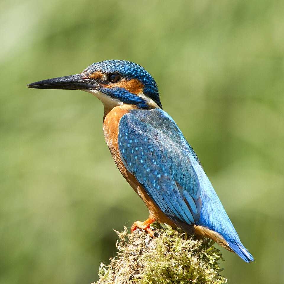 Martin-pêcheur d’Europe
